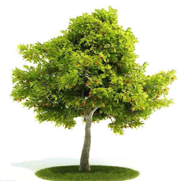 a(chn)Փİl(f)